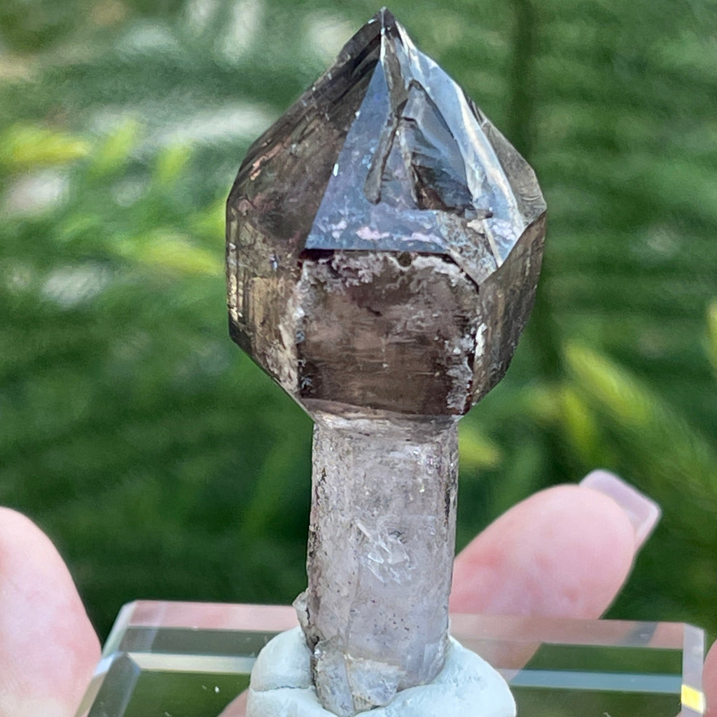 This is a gorgeous, partially skeletal Smoky Quartz variety Amethyst with exceptional scepter form, an excellent example of a second generation, terminated Quartz crystal that grew on top of another Quartz crystal.