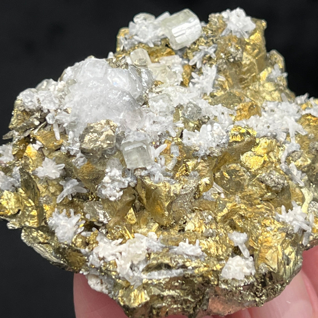 Apatite var. Fluorapatite with Calcite, Brassy Golden Chalcopyrite, Pyrite, and Quartz from the Huanzala Mine, in Ancash, Peru.