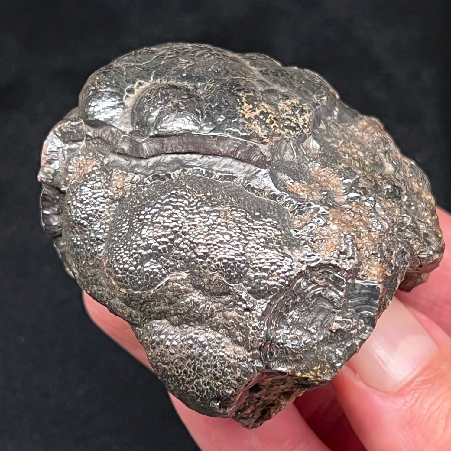 The beautiful natural shine evident on the botryoidal habit on this Hematite is even more apparent in person. 