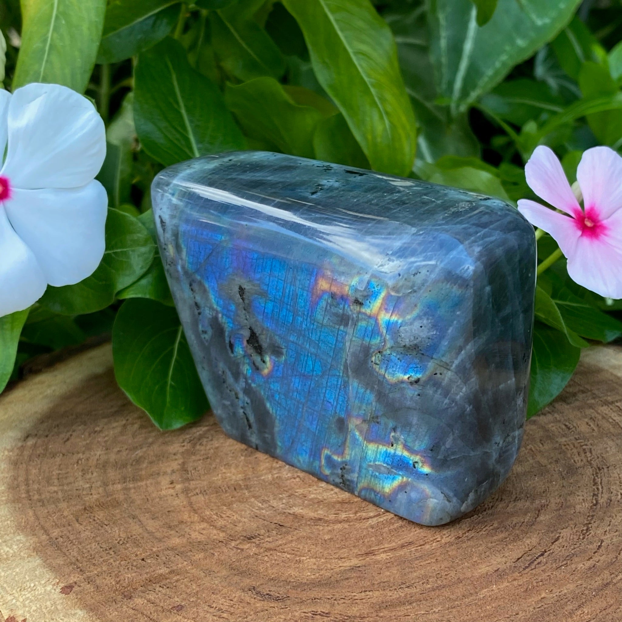 Labradorite Gorgeous Flash | Electric Blue, Pink | 291g