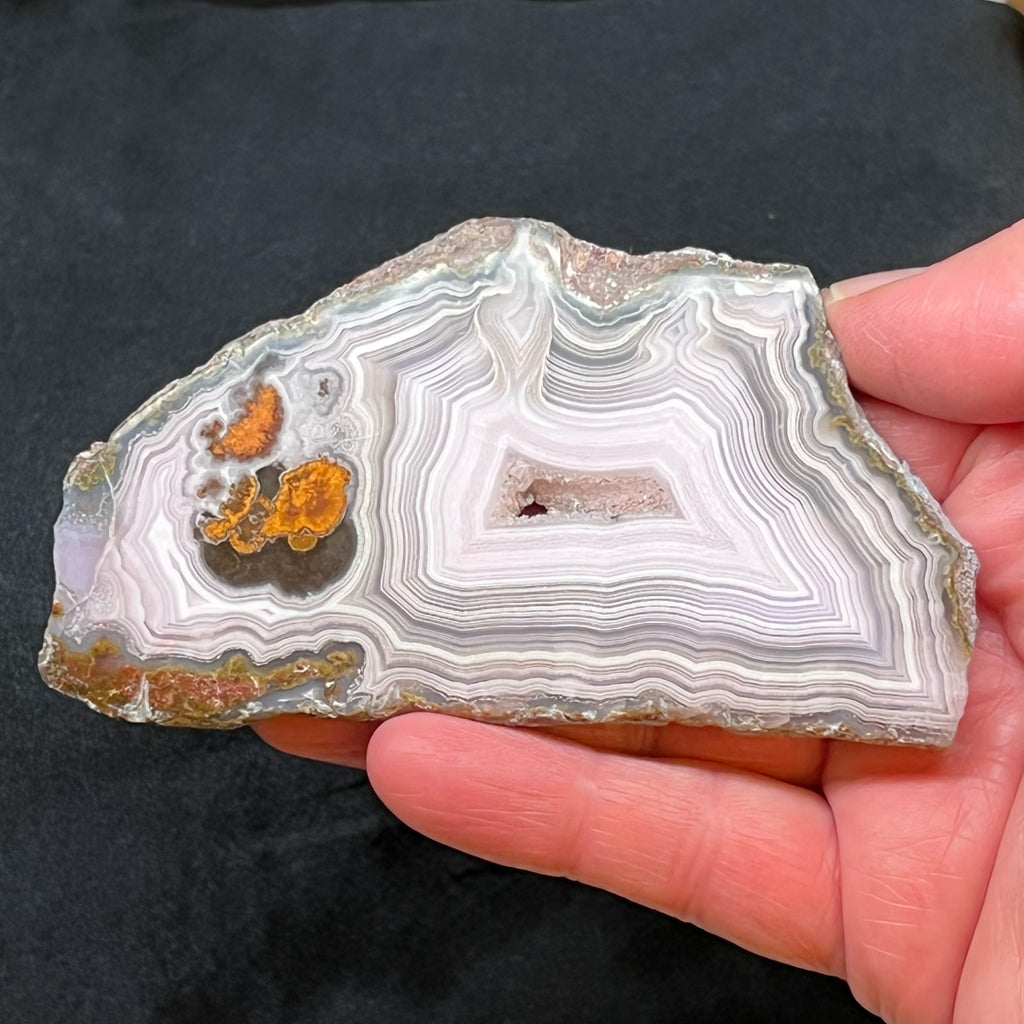 This is a gorgeous collector quality Laguna Agate (Agate var. Laguna) slab specimen, highly polished on both sides, featuring mostly white and some very soft lavender-pink, exceptional, fine banding, holly leaf-like pointed fortifications with contrasting ornate orange plume formations. 