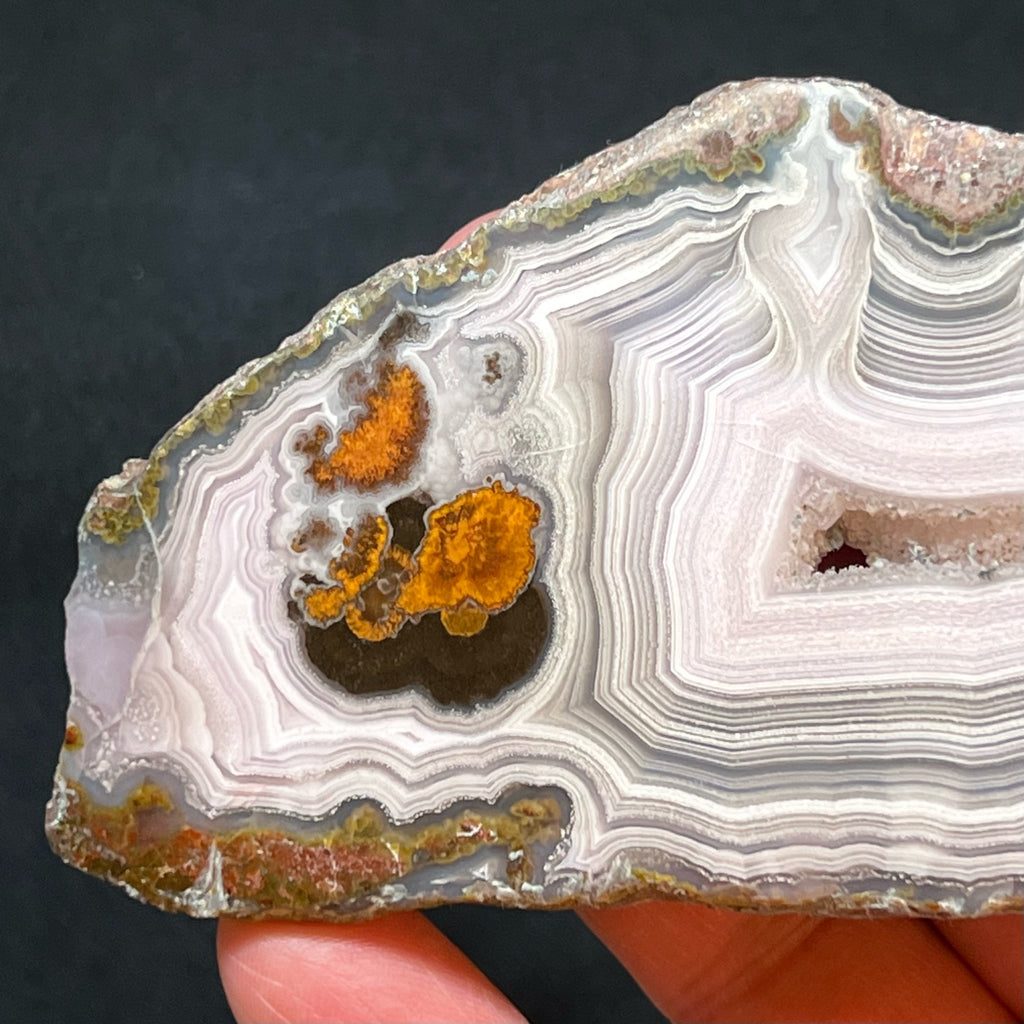Both sides of this highly polished, excellent Laguna Agate slab specimen are equally beautiful.