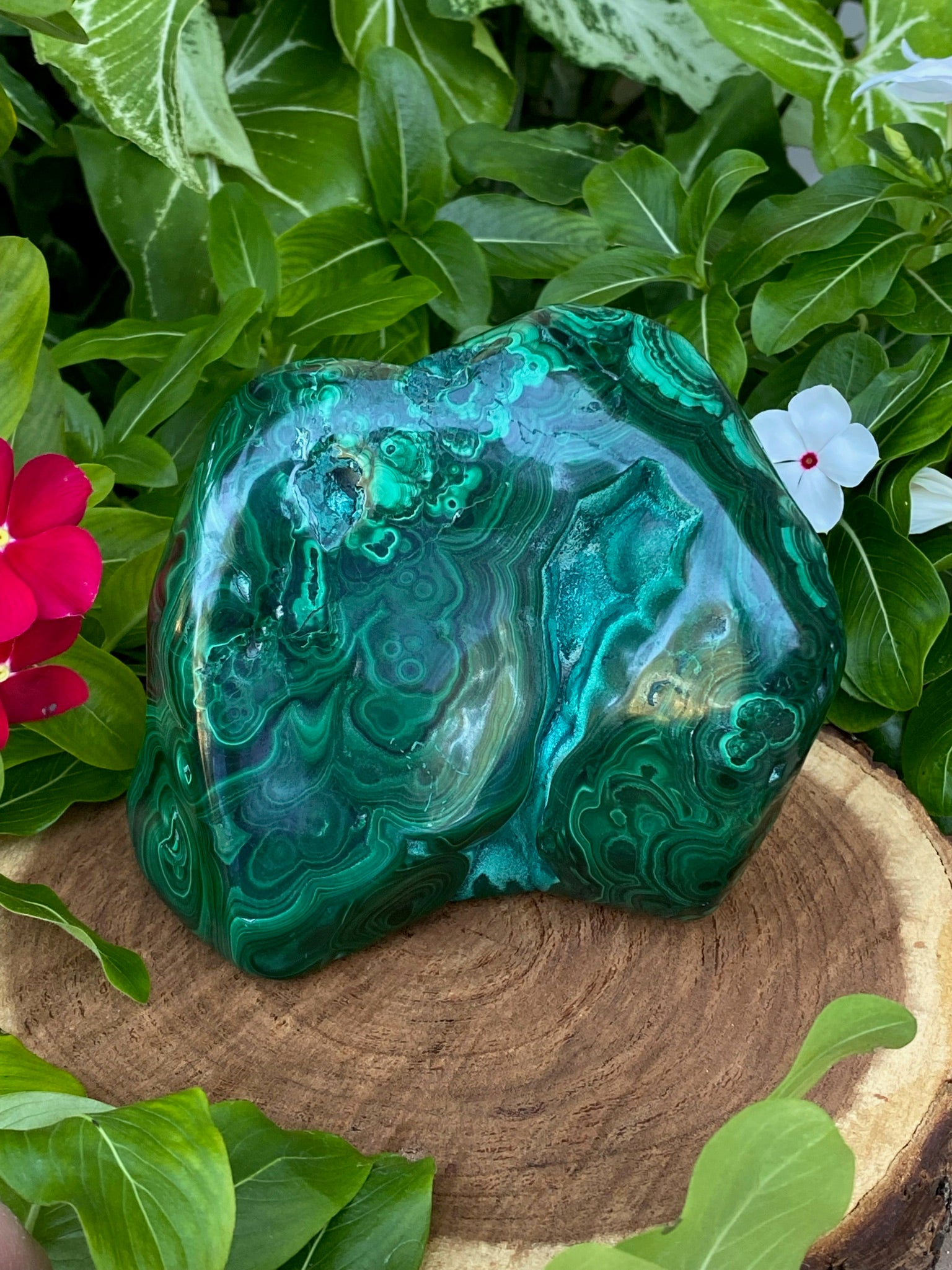 Exceptional Large Malachite High Quality Deep Green Color Banding Eyes 964 grams