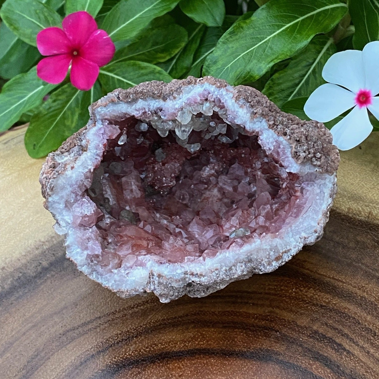 A rosette formation presents near one edge of this Pink Amethyst Crystals geode. Shows at lower edge of this photo. 