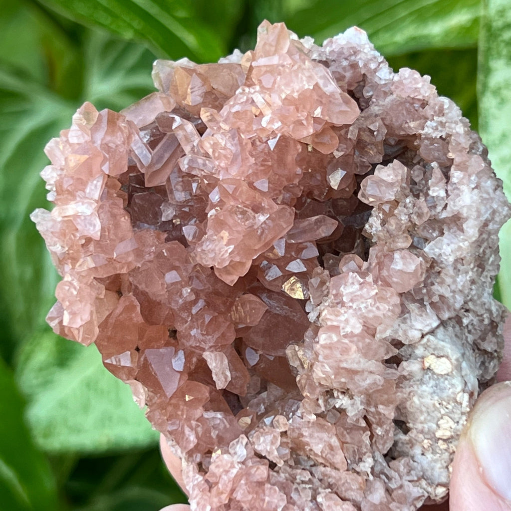 The many double terminated crystals in this Pink Amethyst Crystals Geode specimen appear gemmy in quality.