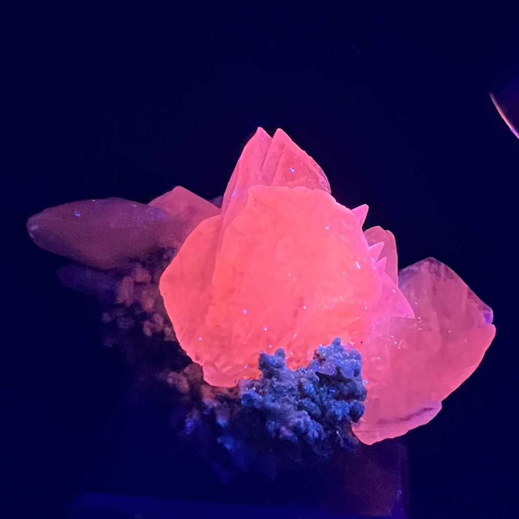 This excellent Calcite with Chalcopyrite specimen from Russia fluoresces a vivid pink when exposed to UV light.