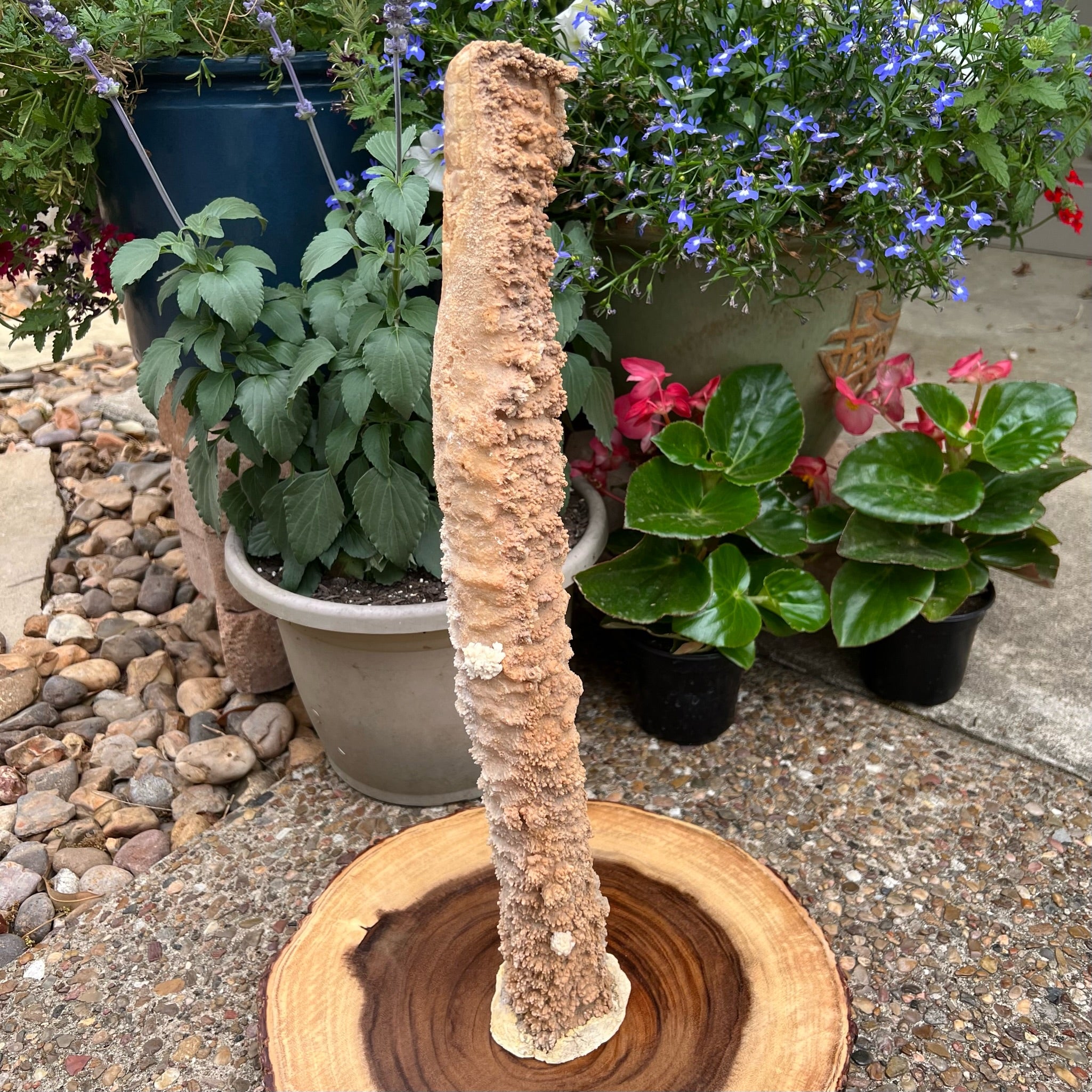 A Stalactite tends to hang from the ceiling or sides of a cave and forms from the action of a slowly dripping water-like solution.  ( A Stalagmite presents like an upside down Stalactite, slowly formed upwards from the floor of a cave or cavern. ) 