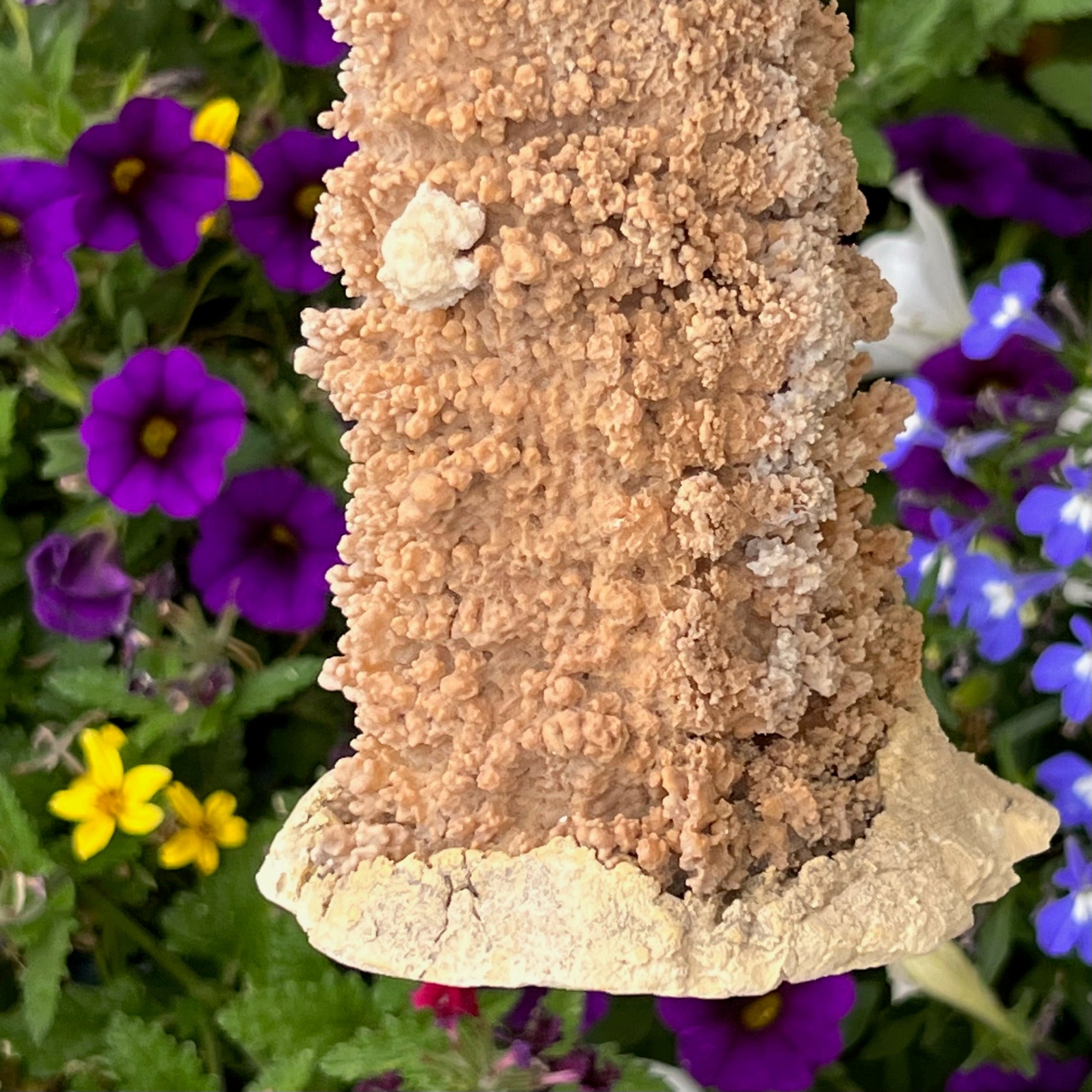 Plaster has been carefully applied to one end of this Stalactite to give the specimen the opportunity to be displayed "standing" upright. 