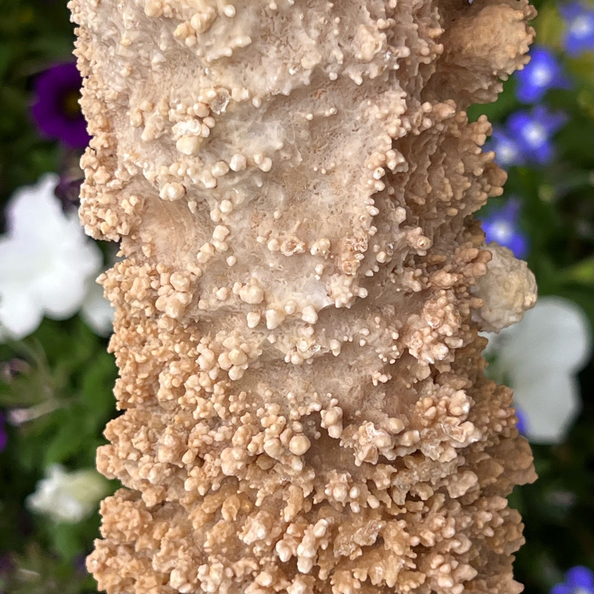 The blossom-like, popcorn-like, fanning and finger-like structures presenting from the surface of this Stalactite specimen from Morocco, are particularly captivating.