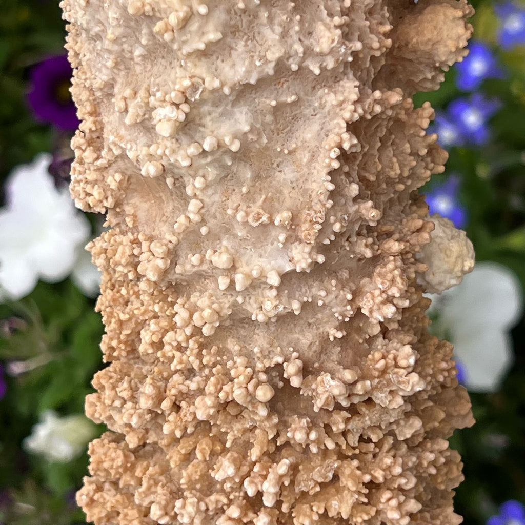 The blossom-like, popcorn-like, fanning and finger-like structures presenting from the surface of this Stalactite specimen from Morocco, are particularly captivating.