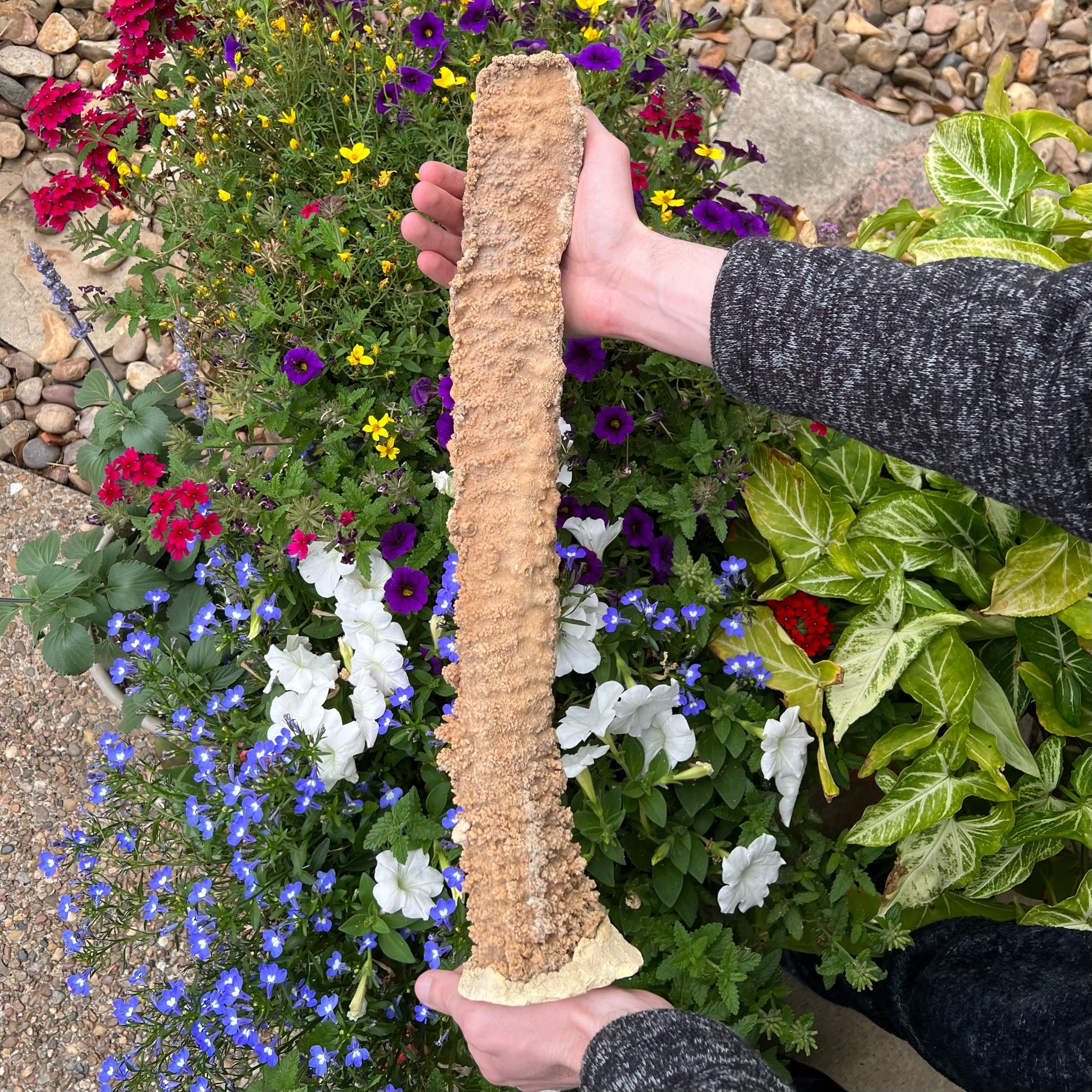 This is a truly unique and exceptional example of a very large, well formed, well intact and preserved, quality Stalactite from Morocco, presenting with fascinating Aragonite over UV reactive Calcite / calcium carbonate..  Measures over 19.25 inches, over 48 centimeters.