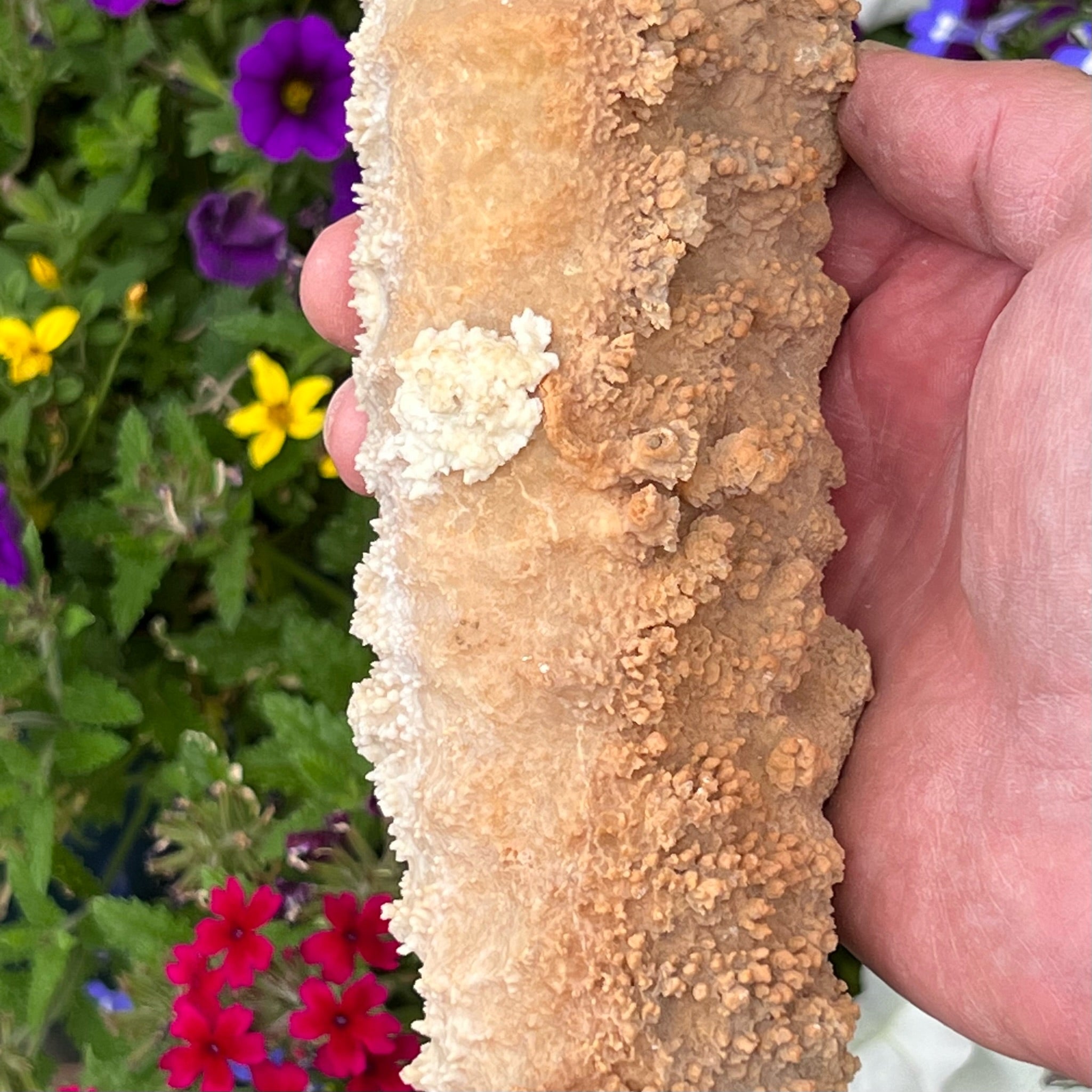 The blossom-like, popcorn-like, fanning and finger-like structures presenting from the surface of this Stalactite specimen from Morocco, are particularly captivating.