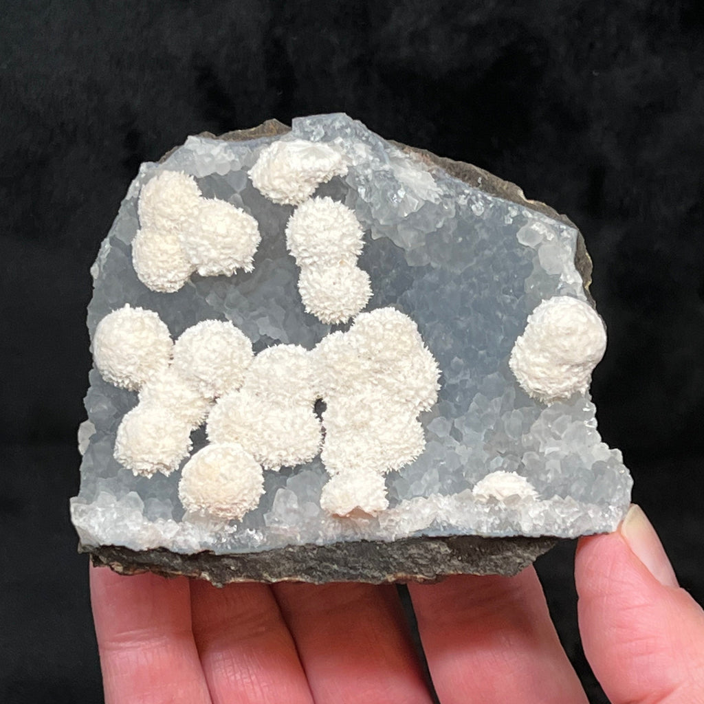 This is an extraordinary, less common occurrence of radiating, snowball-like creamy white Thomsonite on a curved bed of blue-gray Quartz growing over a basalt matrix. 