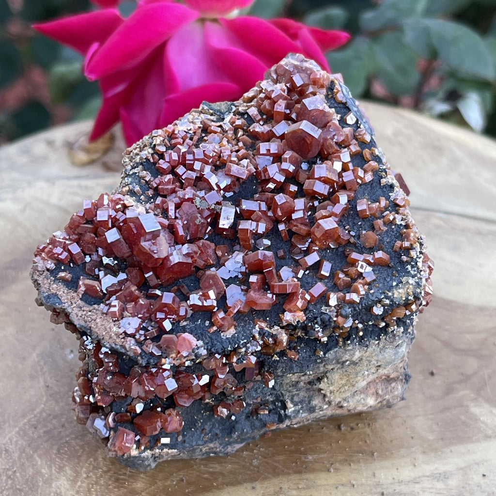 Vanadinite Crystals Specimen 264 grams on a coating of black Goethite over matrix. Sensational, bright, red and red-orange crystals with fine formation are growing excellently, scattered all over this specimen. 