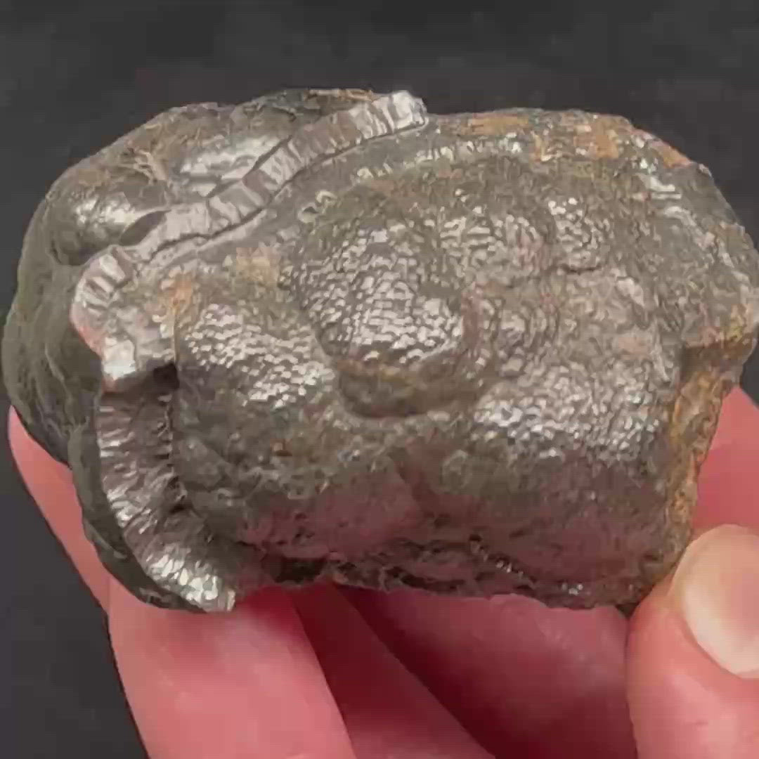 The overall presentation, structure, and metallic luster of this select botryoidal Hematite collector specimen is excellent.