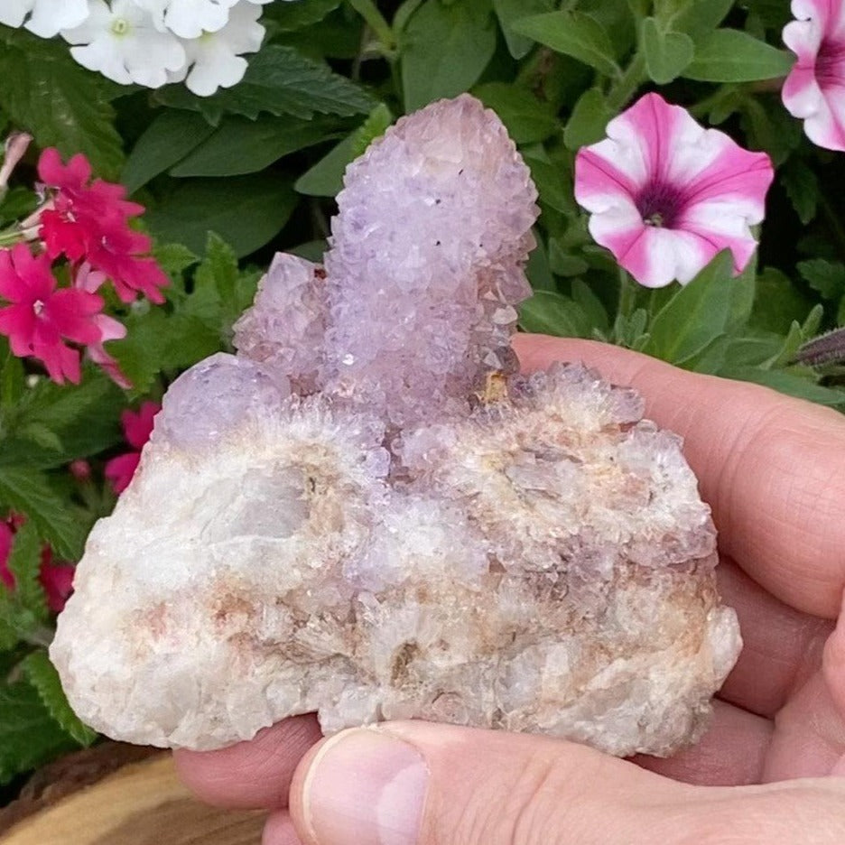 Spirit Cactus Quartz Crystals with Ametrine | 193 grams Amethyst Spirit Cluster |