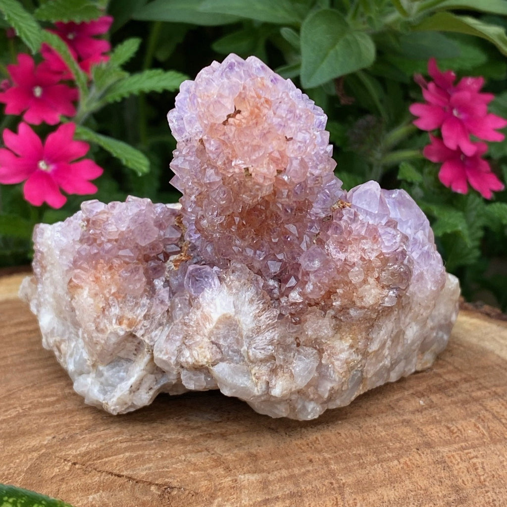 Spirit Cactus Quartz Crystals with Ametrine | 193 grams Amethyst Spirit Cluster |